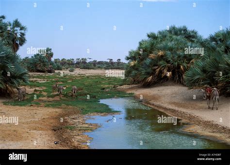 Oasis in the Chalbi desert, Kenya Stock Photo - Alamy