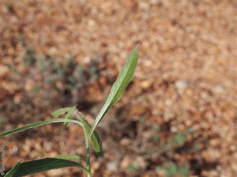 Wahlenbergia Queenslandica