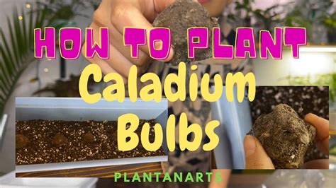 How To Plant Caladium Bulbs Youtube