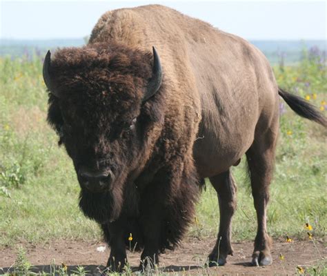 American Bison | Archies Info