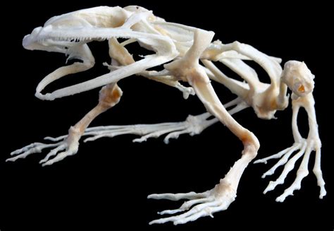 Frog Skeleton: An Overview (with Diagrams) - Mr. Amphibian