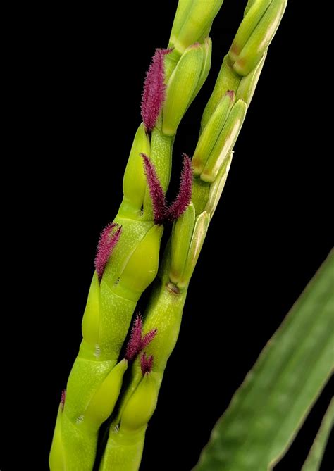 Eastern Gamagrass Rolling Plains | Native American Seed