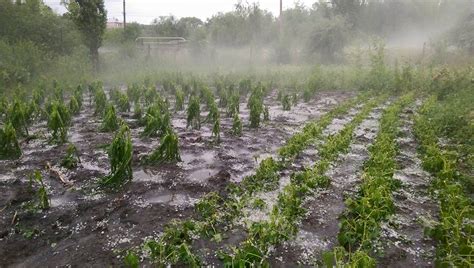 Ploi cu descărcări electrice grindină și vânt Meteorologii au emis un