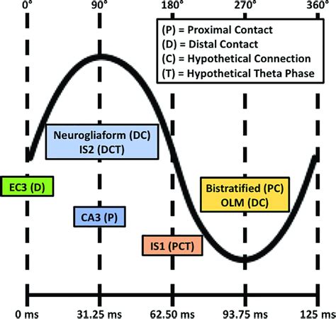 Schematic Of Timings Of Excitatory And Inhibitory Input Populations Download Scientific