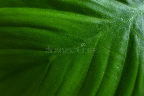 Detalle De Cierre Y Textura Del Fondo De La Naturaleza De La Hoja Verde