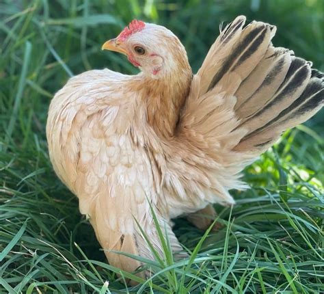 Serama Chicken: A Guide to This Tiny Chicken Breed - Flocks and Foliage