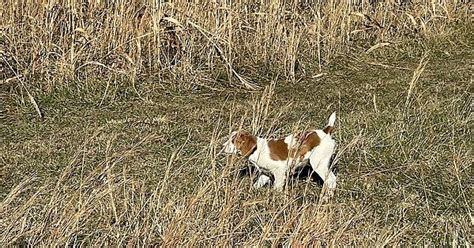 11 Week Old Brittany Named Gracie And Already Pointing Quail Watch