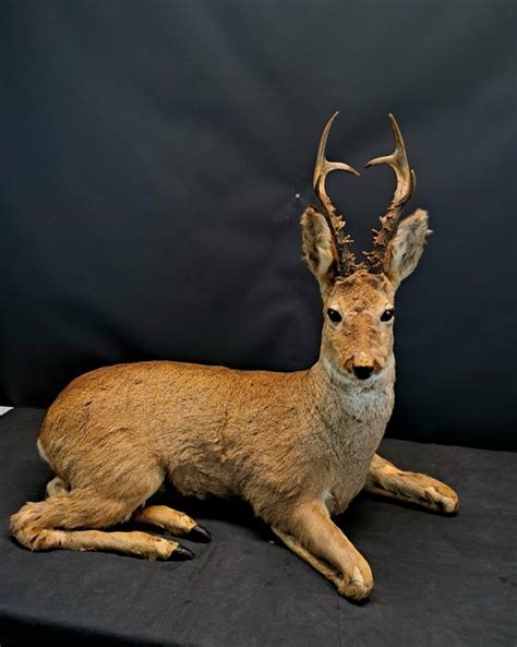 Full Body Roebuck Handsome Reclining Mount Taxidermy Full Body Mount