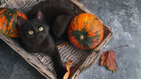 3 Halloween Safety Tips for Black Cats