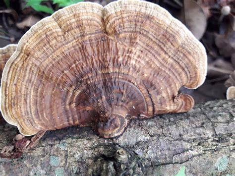 Pseudofavolus Pat Colombian Fungi Made Accessible