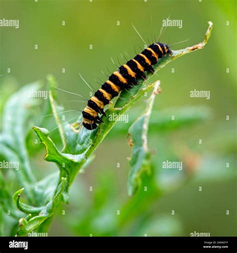 Cinnabar Moth Caterpillar Tyria Jacobaeae On Ragwort Rutland Water