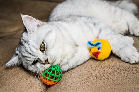 Lindo Gato Leve Brincando De Brinquedofeche A Foto De Um Jovem Gato