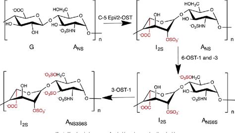 Figure From Combinatorial One Pot Chemoenzymatic Synthesis Of Heparin