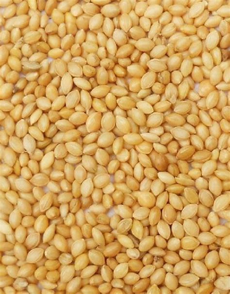 German Foxtail Millet Seeds 50lb Bag Silt Management Supplies Llc