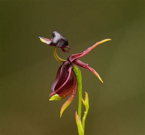 Flying Duck Orchid