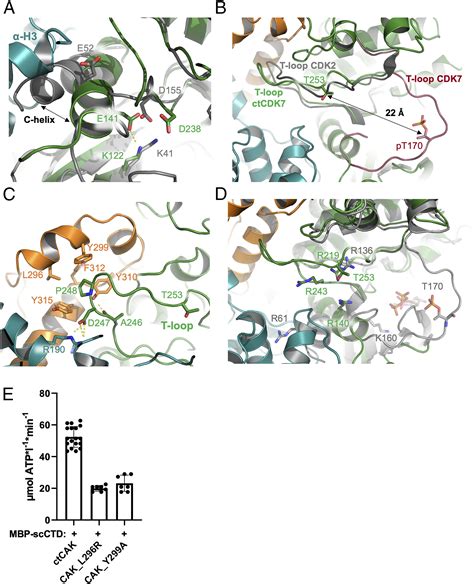 Structural Basis For CDK7 Activation By MAT1 And Cyclin H PNAS