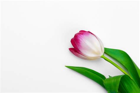 Premium Photo Fresh Tulip Flowers Isolated On White Background