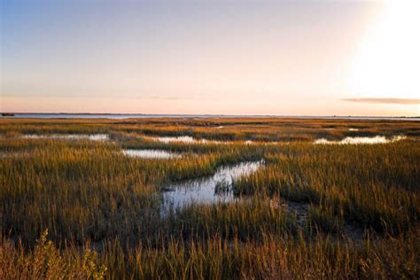 The Difference Between Wetlands Marshes And Swamps