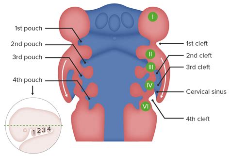 Kiemenbögen And Arterienbögen Embryologie Lecturio