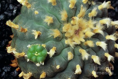 Peyote Cactus Lophophora Williamsii Photograph By George Postscience Photo Library Fine Art