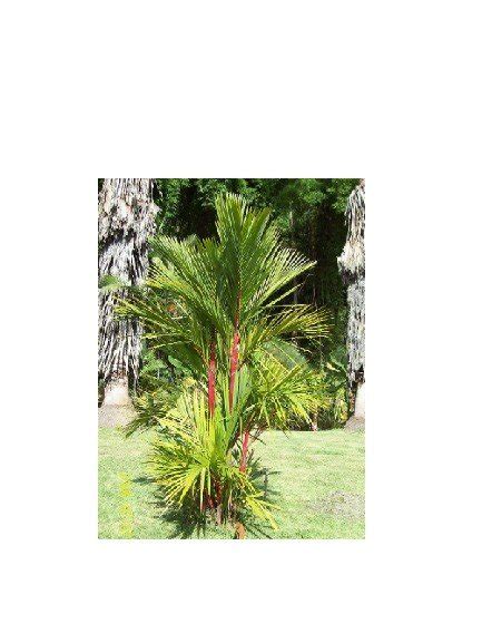 Red Palm SEO Delight: Unveiling the Power of Cyrtostachys Renda