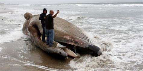 Kegunaan Muntah Ikan Paus 👉👌patutlah Mvntah Ikan Paus Mahal Sangat