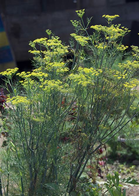 Bunga Tanaman Adas Foeniculum Vulgare Agrokompleks Kita