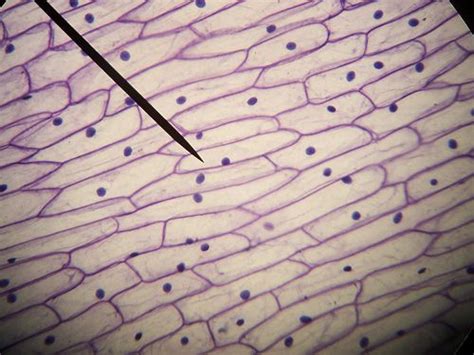 Onion Cells Cell Wall Cytoplasm And Nucleus Cell Plant Cell