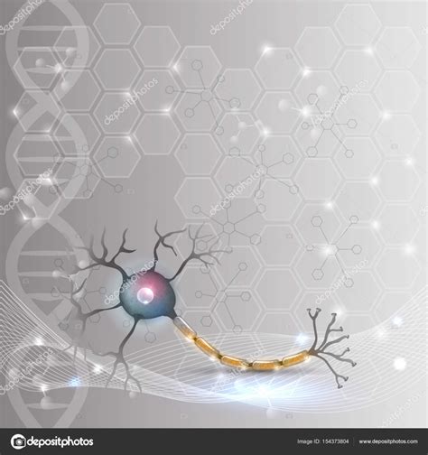 Neurón Anatomía De Las Células Nerviosas Stock Vector By ©megija 154373804