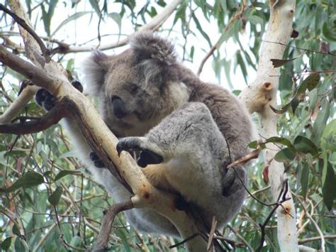 Koala sanctuary - Review of Phillip Island Nature Parks - Koala Reserve ...