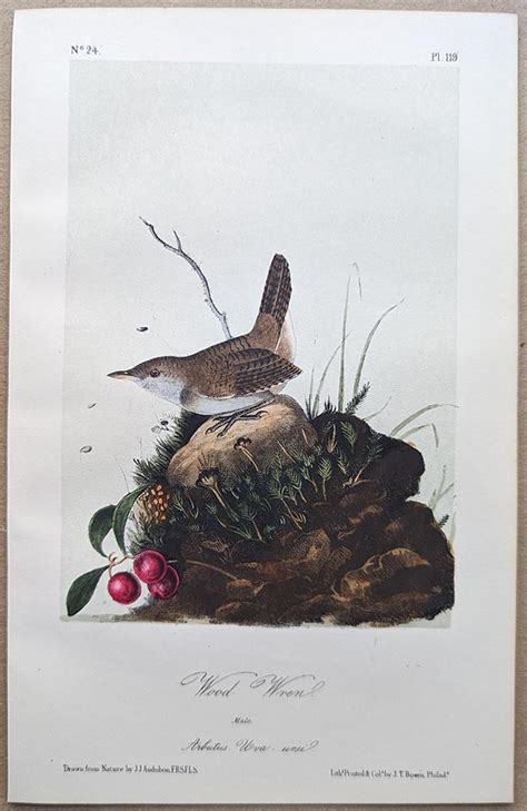 Audubon Octavo Print Wood Wren House Wren Plate 119 3rd Edition