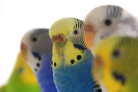 Budgie Colour Types Varieties And Types Budgies Guide Omlet Uk