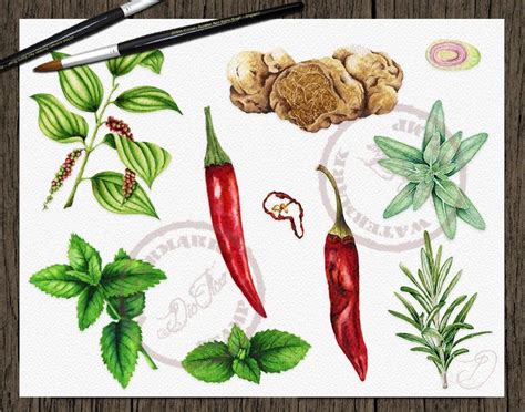 Watercolor Herbs Spices Clipart Clip Art Condiment Herb Spice Etsy