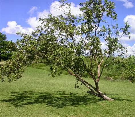 guava tree forestrycom