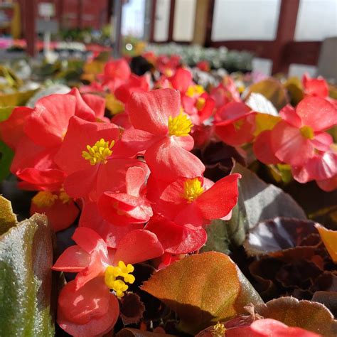 Begonia Care — Bob's Market and Greenhouses