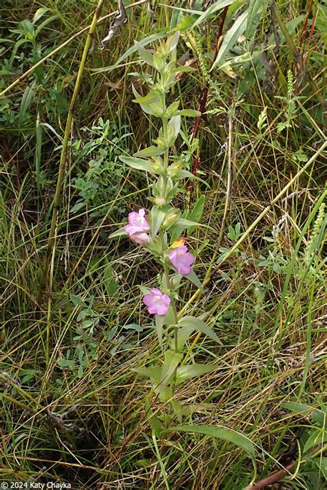 Agalinis Auriculata Earleaf False Foxglove Minnesota Wildflowers