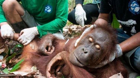 Potret Orangutan Konflik Dengan Manusia Habitat Tergusur Hingga Jadi