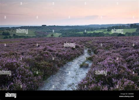 Ashdown Forest Hi Res Stock Photography And Images Alamy