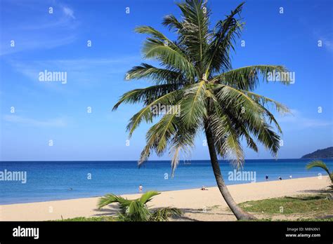 Thailand Phuket Karon Beach Palms People Stock Photo Alamy