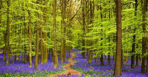 A Guide To Ashridge Forest Circular Walk in the Chilterns | 10Adventures