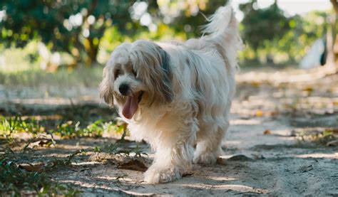 Brussels Griffon Dog Breed Information