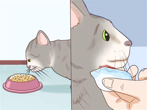 Katzenakne Behandeln 14 Schritte Mit Bildern WikiHow