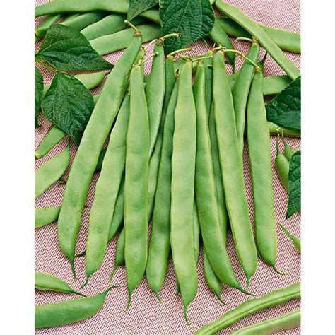 Haricot Nain Mangetout Minosse Graines Baumaux