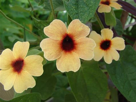 How To Grow A Black Eyed Susan Vine Hubpages