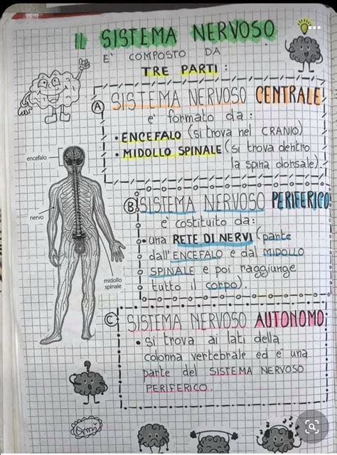 Il Sistema Nervoso Schede Didattiche Per La Scuola Primaria Artofit