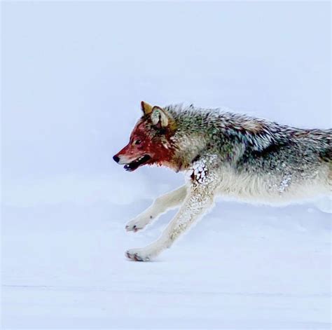 Blood Covered Wolf Rnatureismetal