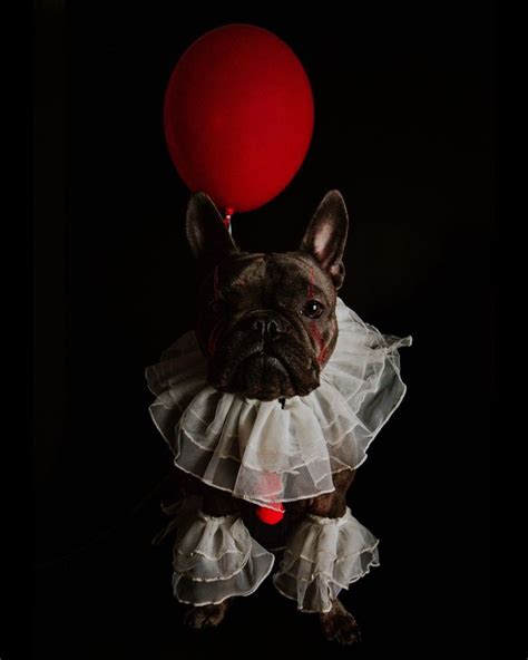 Valerietookthese On Ig French Bulldog Diy Halloween Costume Pennywise