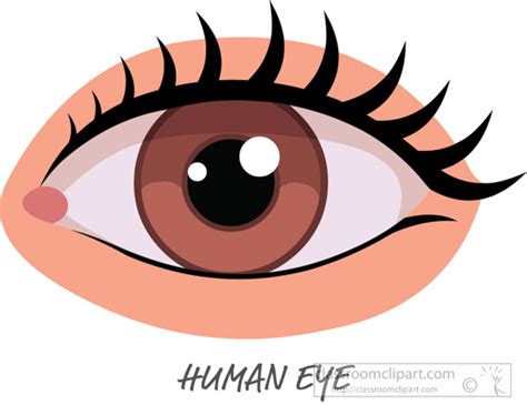 Anatomy Clipart - human-eye-clipart - Classroom Clipart