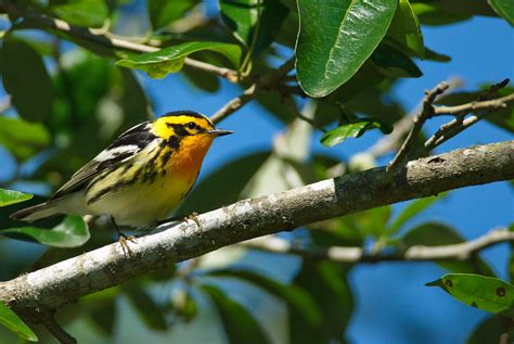 Blackburnianwarbleredited03 Blackburnian Warbler At Hig Flickr