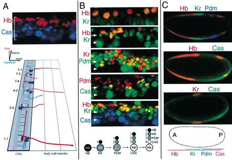 Drosophila Neuroblasts Sequentially Express Transcription Factors Which